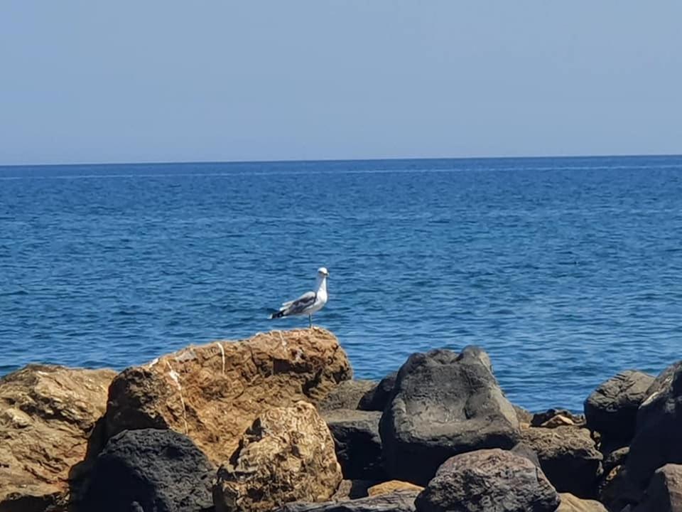 Rodothea And Adams On The Beach, Santorini 莫诺利索斯 外观 照片